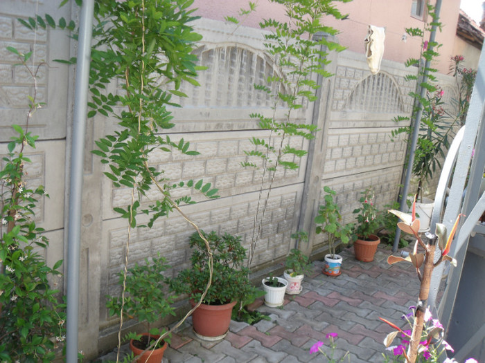 Picture 261 - gradina 2012