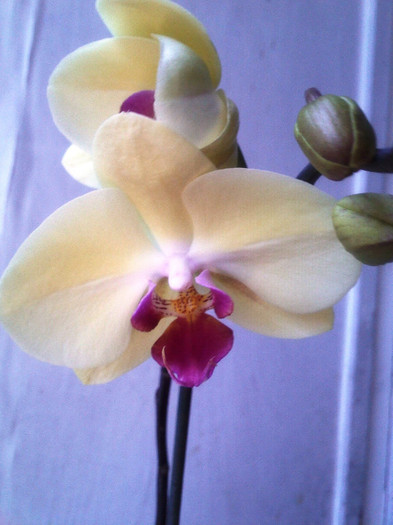 Picture 016 - Phalaenopsis