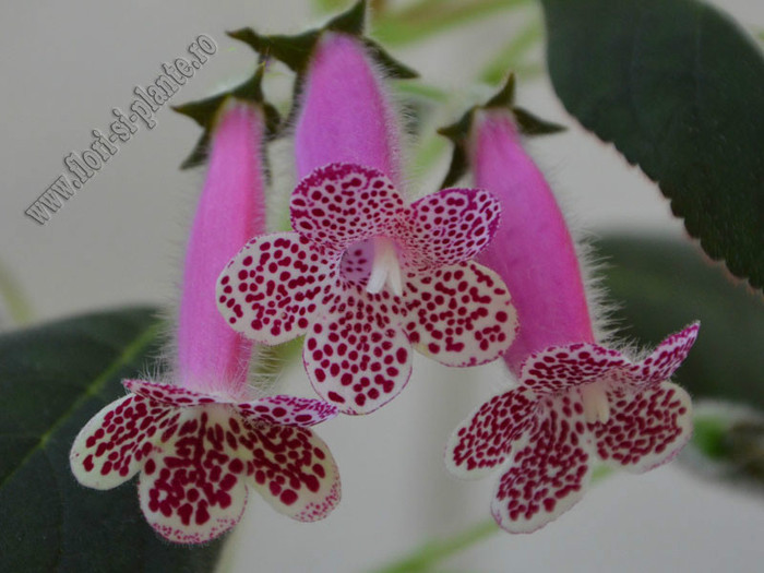 Kohleria GG Garnet Rose; 2012
