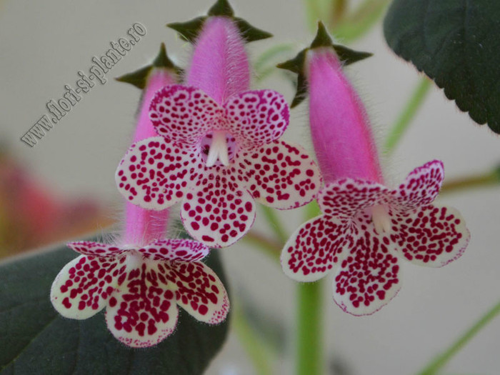 Kohleria GG Garnet Rose; 2012

