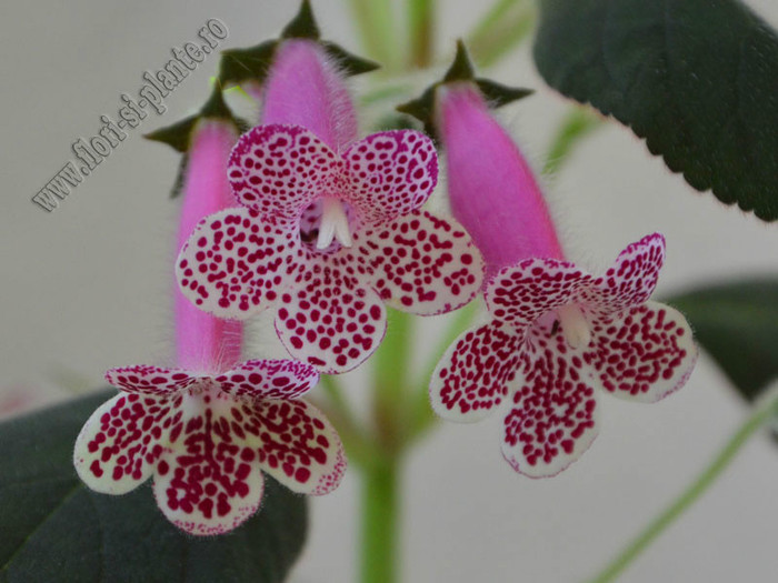 Kohleria GG Garnet Rose; 2012
