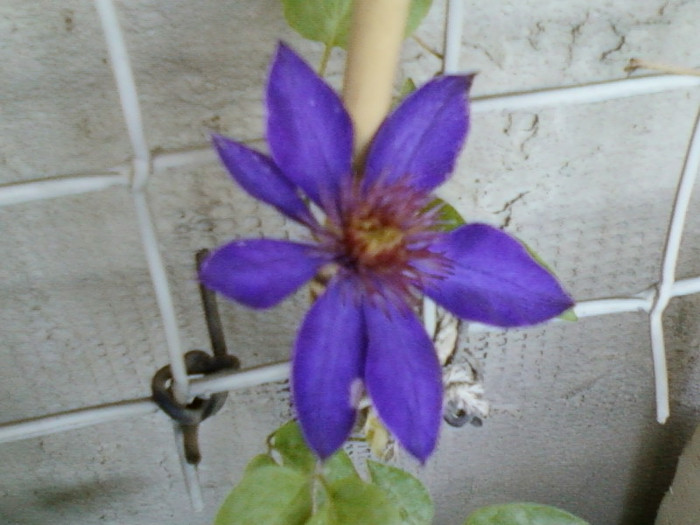 clematis(mov)-multi blue