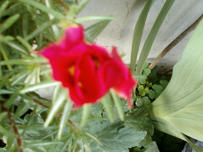 29 iunie 2012-flori 012