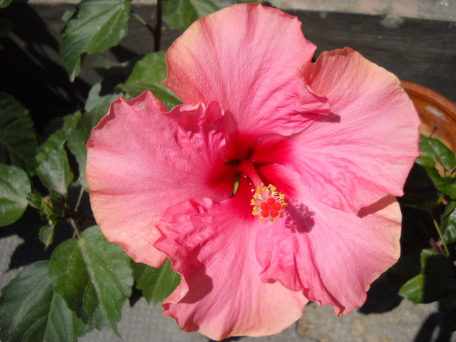 29 iunie - HIBISCUS - 2012