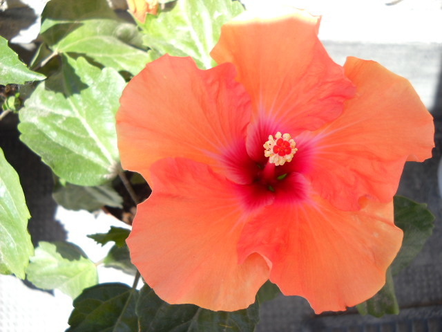 29 iunie.2012-PIERDUT - HIBISCUS - 2012