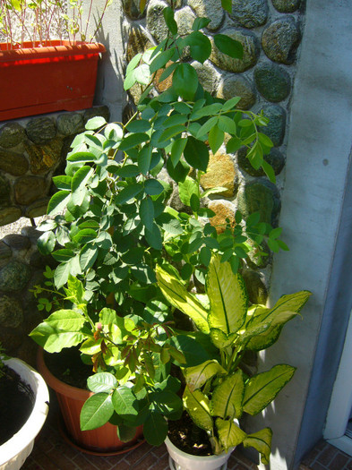 trandafiri cataratori