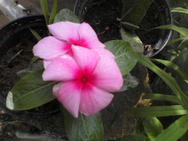 P29-06-12_10.39[4] - vinca sunstorm blush