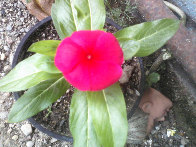 P29-06-12_10.39[8] - vinca sunstorm red