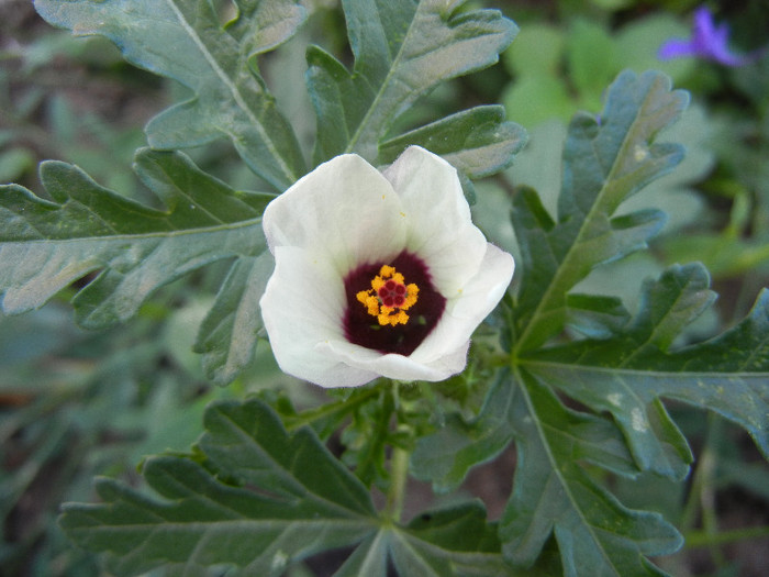 Flower-of-an-Hour (2012, June 29) - Hibiscus trionum