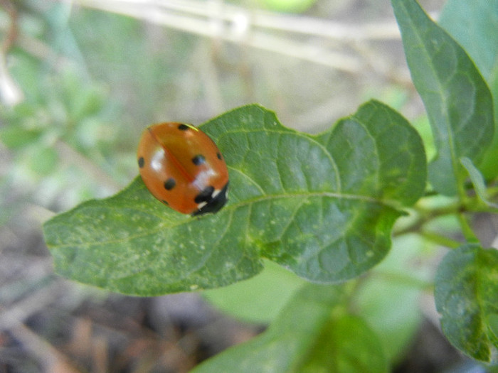 Ladybug_Buburuza (2012, June 29) - Ladybug Red