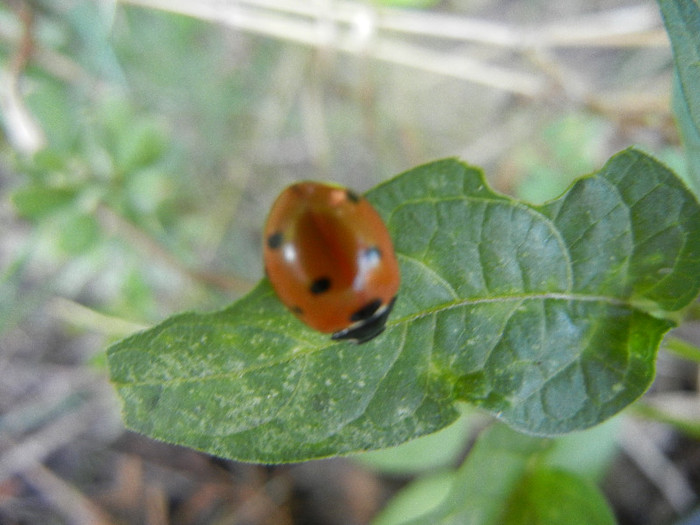 Ladybug_Buburuza (2012, June 29) - Ladybug Red