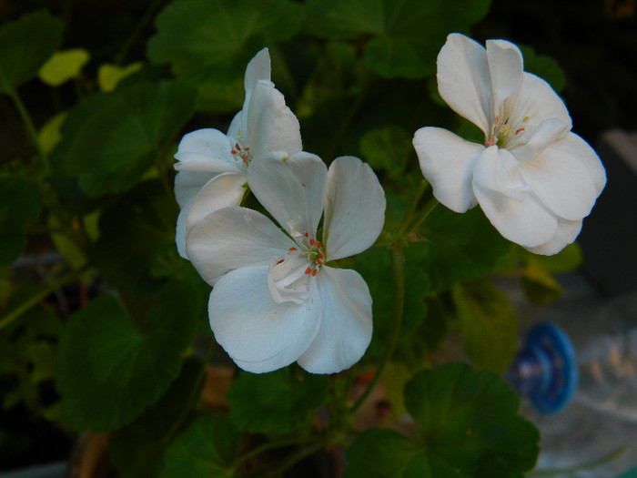 DSCN9079