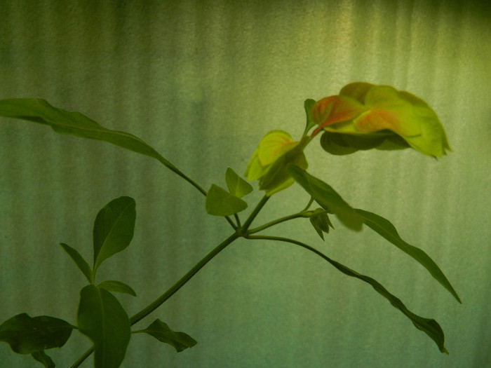 DSCN9088