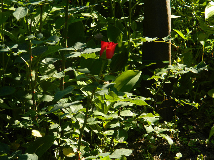 DSCN9092 - IUNIE 2 2012