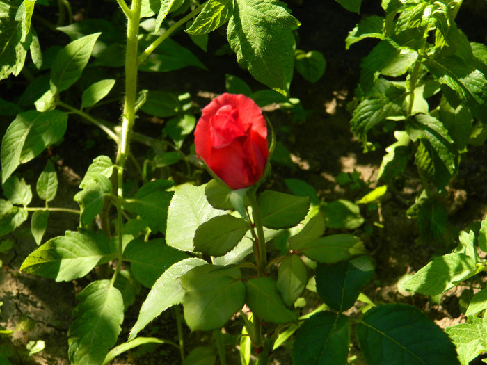 DSCN9097 - IUNIE 2 2012