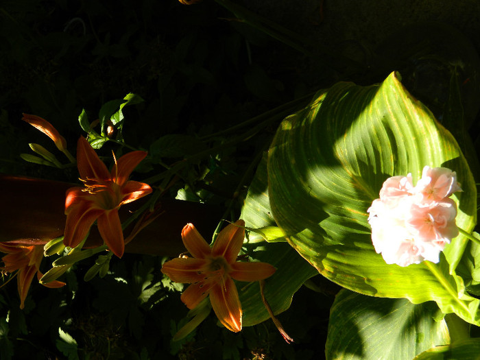 DSCN9103 - IUNIE 2 2012