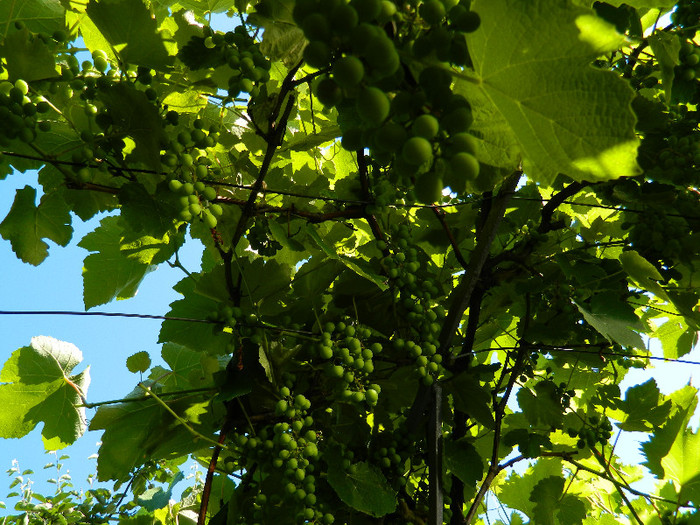 DSCN9110 - IUNIE 2 2012