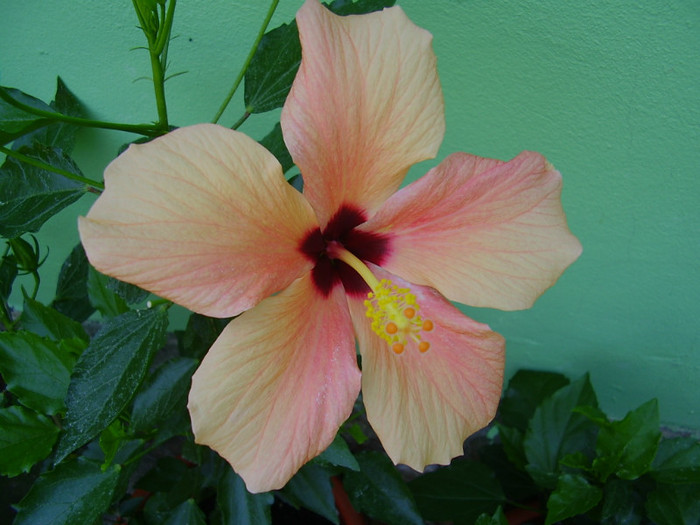 006 - hibiscus