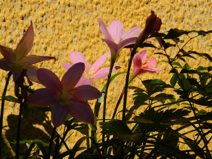 DSCN9129 - IUNIE 2 2012