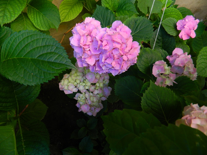DSCN9137 - IUNIE 2 2012