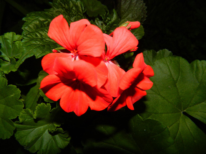 DSCN9146 - IUNIE 2 2012