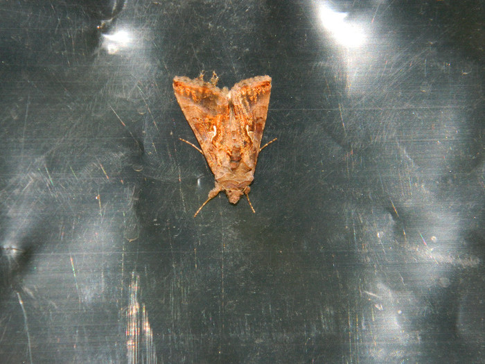 DSCN9152 - IUNIE 2 2012