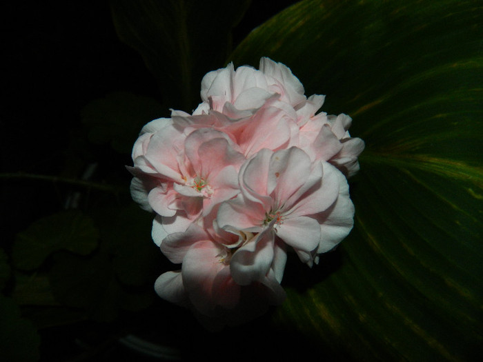 DSCN9166