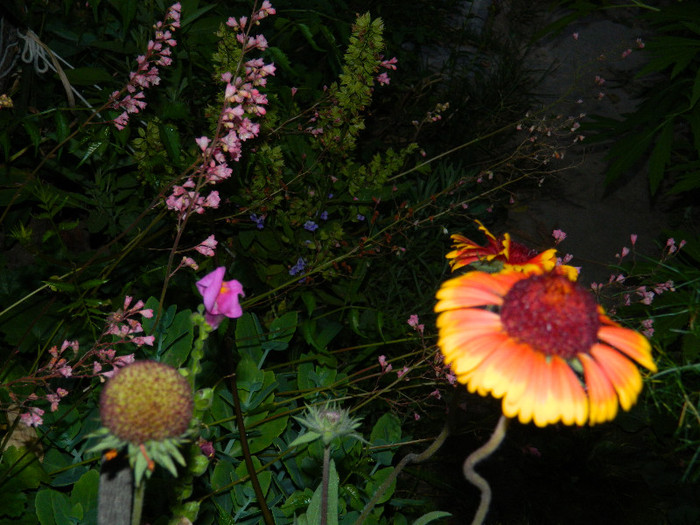 DSCN9174 - IUNIE 2 2012
