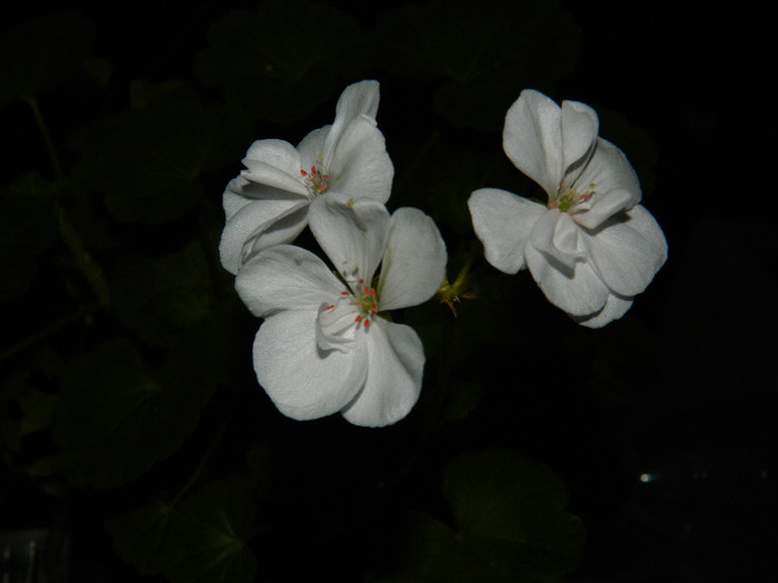 DSCN9187 - IUNIE 2 2012