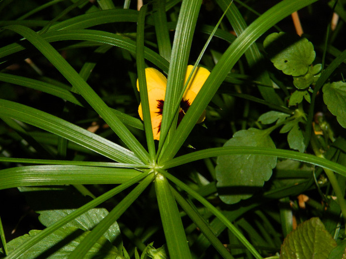 DSCN9190 - IUNIE 2 2012