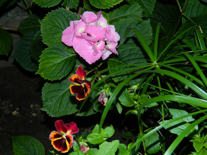 DSCN9191 - IUNIE 2 2012