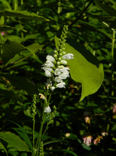 DSCN9204 - IUNIE 2 2012