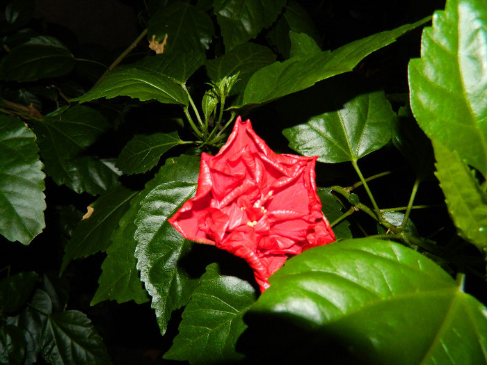 DSCN9224