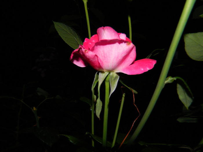 DSCN9242