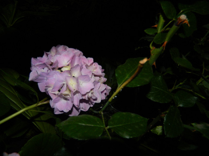 DSCN9243