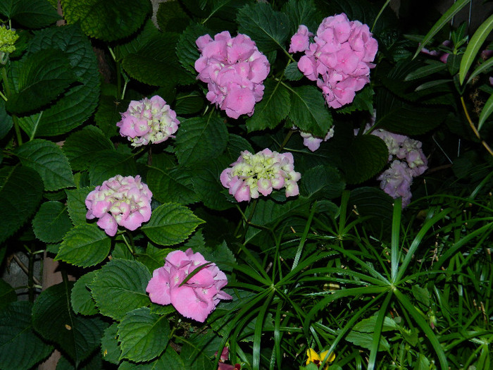 DSCN9246