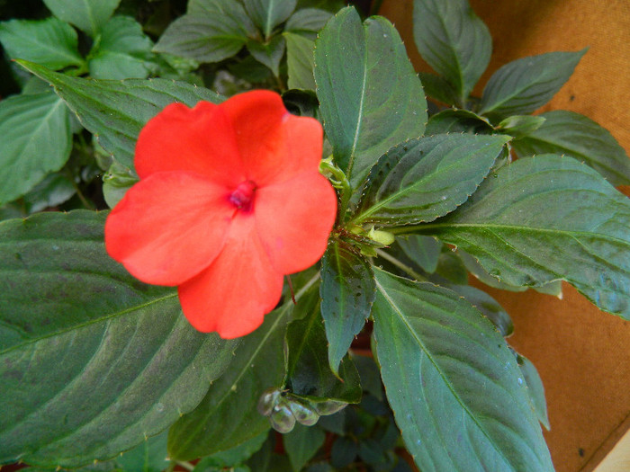 DSCN9265