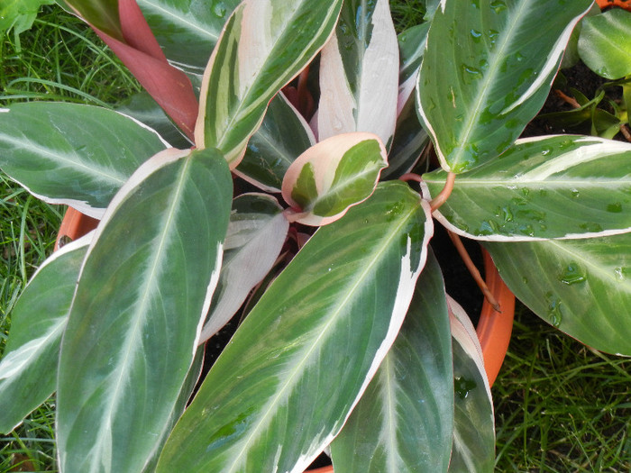 Calathea Triostar (2012, June 27)