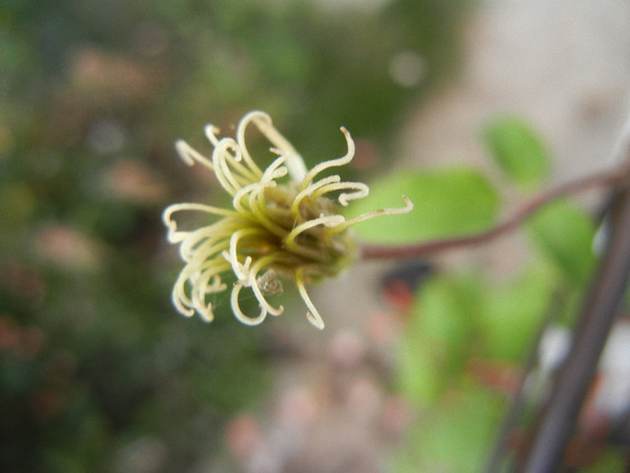 Clematis Niobe (2012, June 27) - Clematis Niobe