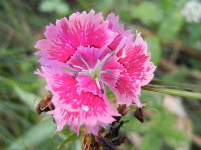 Dianthus chinensis (2012, June 25) - Dianthus Chinensis