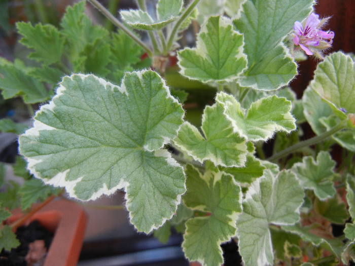 Lilac Scented Geranium (2012, June 29) - Duftgeranie FLIEDER