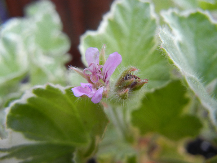 Lilac Scented Geranium (2012, June 29) - Duftgeranie FLIEDER