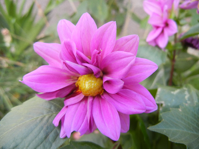 Light Purple dahlia (2012, June 27)