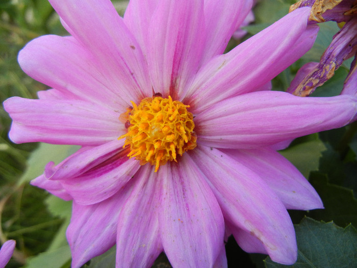 Light Purple dahlia (2012, June 27) - Dahlia Light Purple