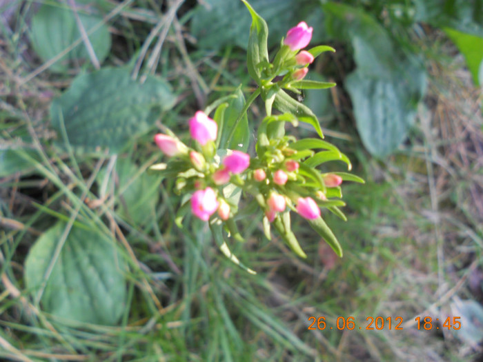 DSCN1512