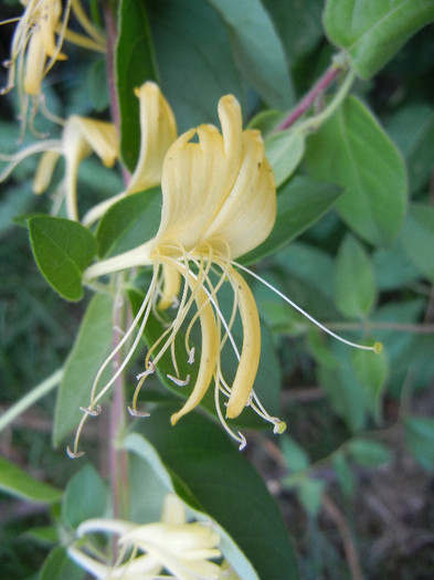 Lonicera japonica (2012, June 29)