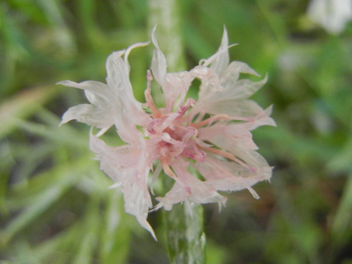 Centaurea cyanus Pink (2012, June 27) - Centaurea cyanus Pink