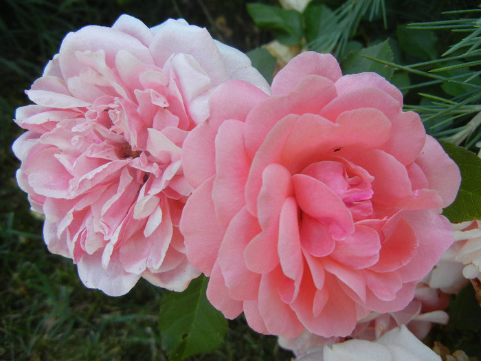 Rose Pleasure (2012, June 22)