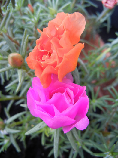 Portulaca grandiflora (2012, June 27)