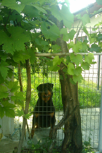 IMAG0223; HERA paznicul de incredere
